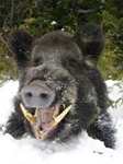 Boar Animal Totems